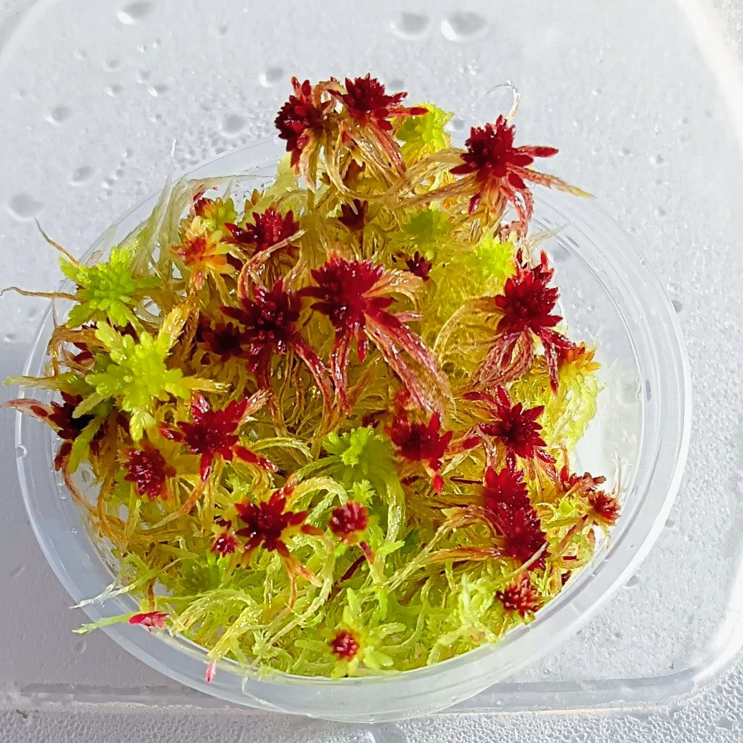 Red- yellow live Sphagnum Moss colorfull Micropropagated MossBoss 