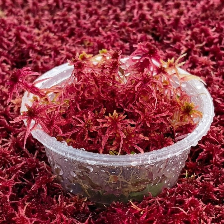 Live Ruby Red Sphagnum moss for orchid roots rescue propagation in 60ml container.