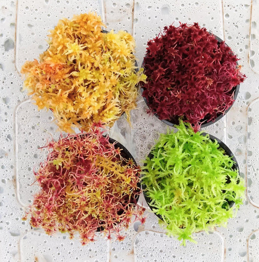 Lote 4 Musgos Sphagnum vivo rojo amarillo verde rose colores SUSTAINABLE MICROPROPAGATED