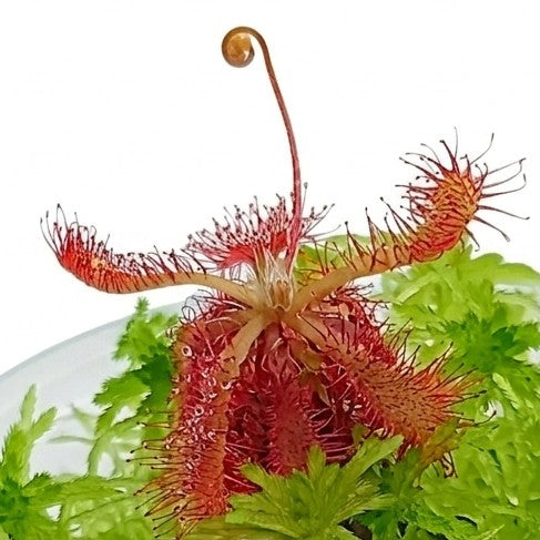 Carnivorous Plants drosera Spatulata-Ultramafica Red Live Sphagnum Moss MossBoss sustainable Micropropagated Bogarium Cápsules bog Terrarium Vivarium Mossarium 