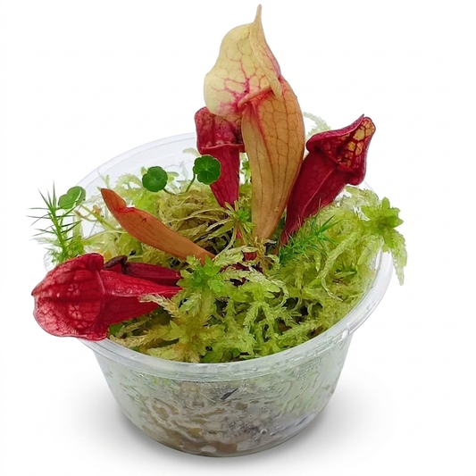 Sarracenia purpurea Carnivorous Plants mini bog Terrarium nano Bogarium Live Sphagnum Moss Green MossBoss 