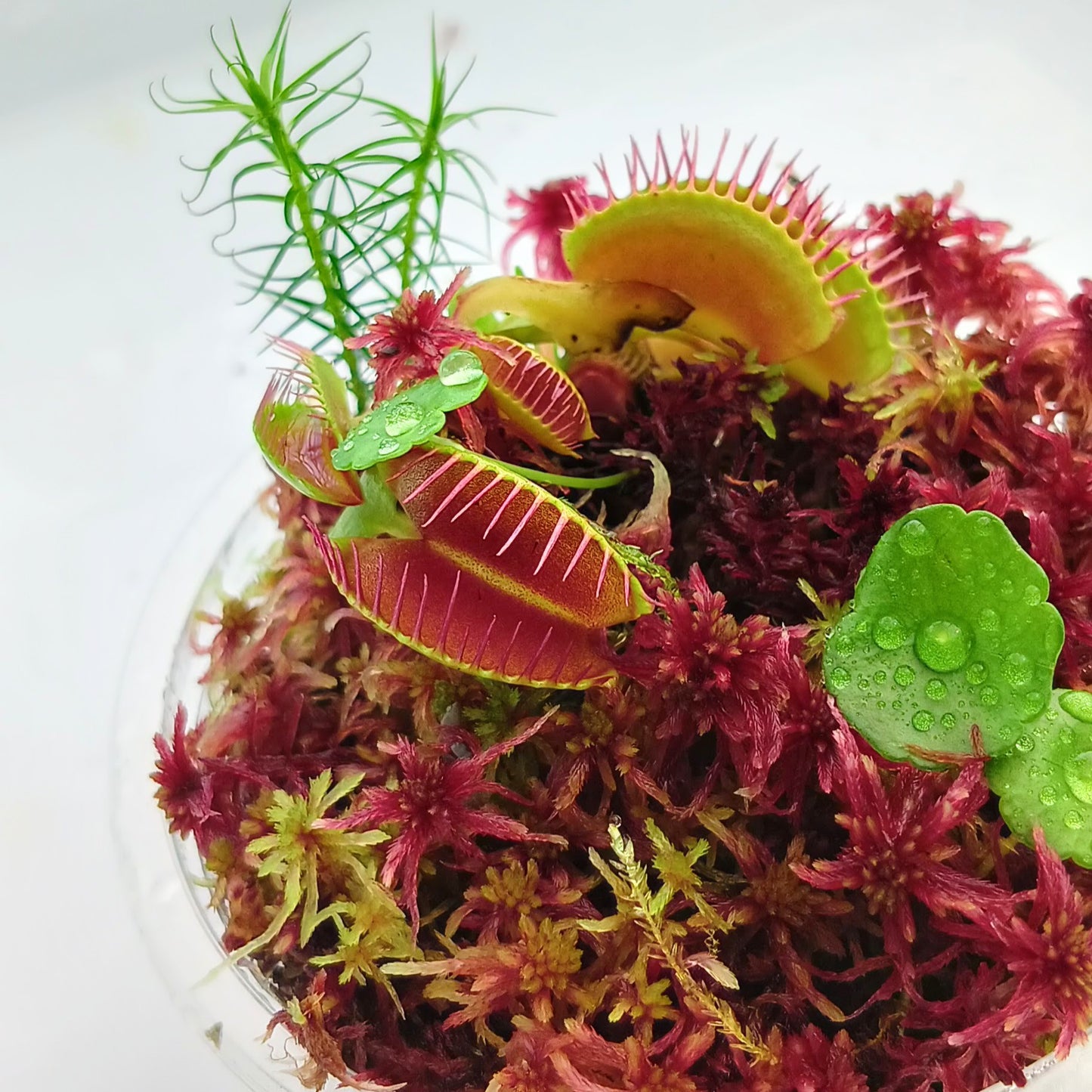 Dionaea Muscipula Venus Flytrap Carnivorous Plants live Red Sphagnum Moss Sustainable Micropropagated MossBoss nano Bogarium Cápsules bog mini Terrarium Vivarium Mossarium Paludarium 