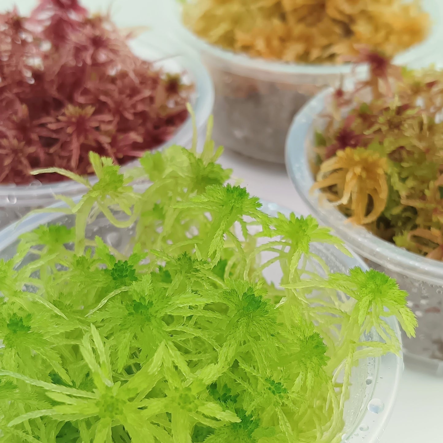 Green Live Sphagnum Moss MossBoss sustainable Micropropagated for Terrarium Vivarium Mossarium Paludarium Carnivorous Plants Bogarium 