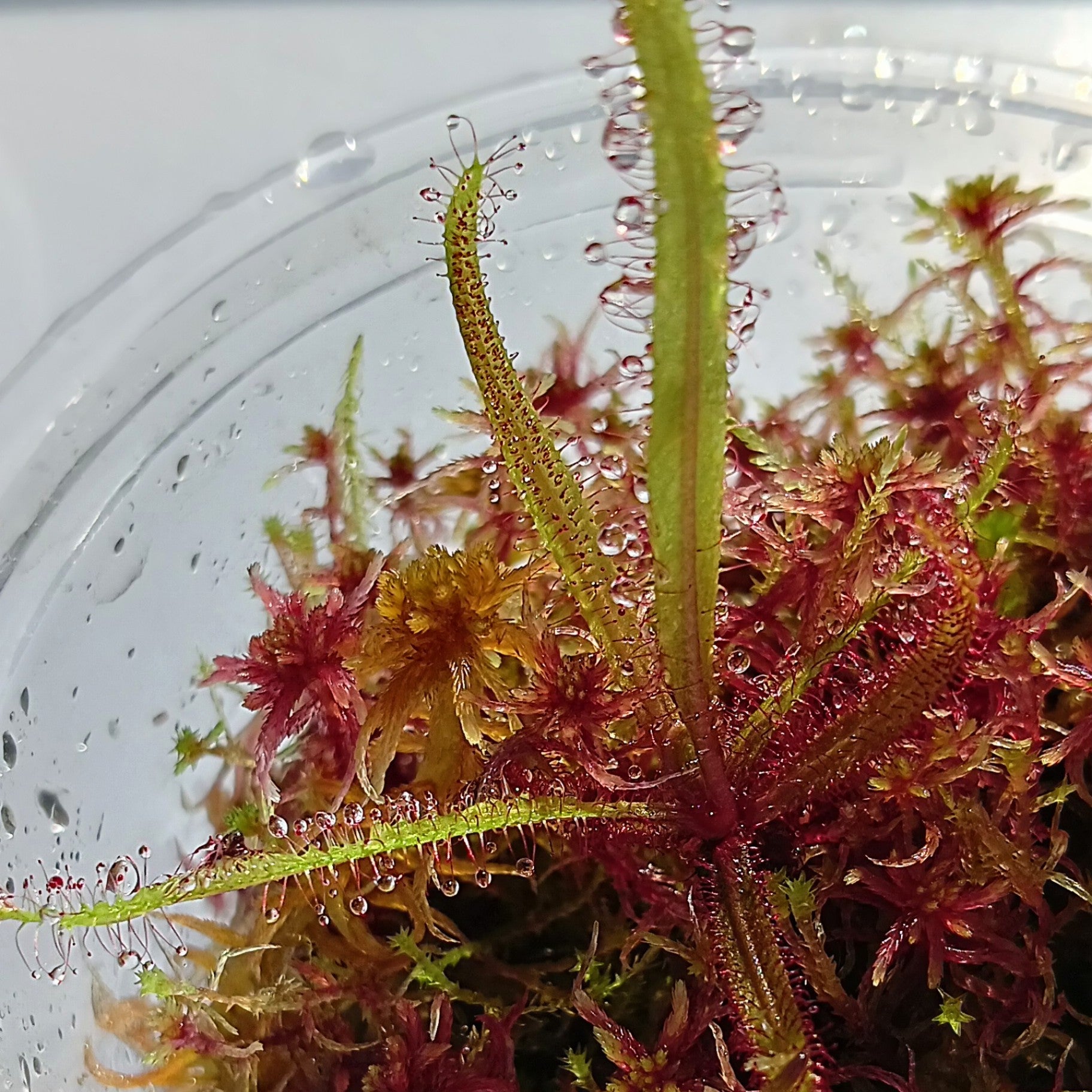 Carnivorous Plants drosera Adelae Live Red Sphagnum Moss MossBoss Bogarium Cápsulas mini bog Terrarium Vivarium 