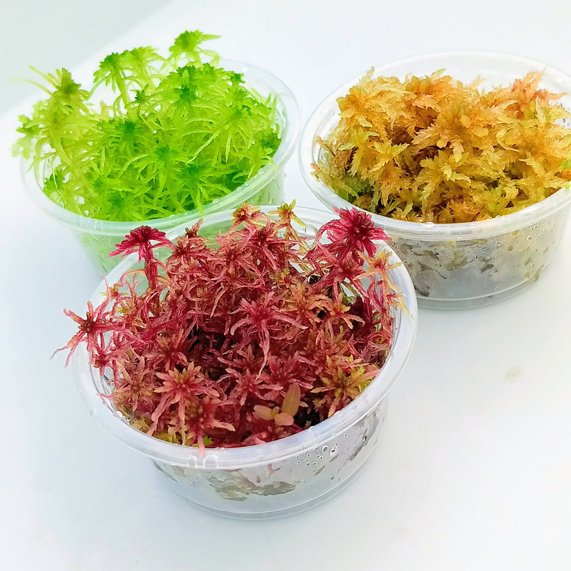 Red Yellow Green Live Sphagnum Moss Sustainable Micropropagated MossBoss 