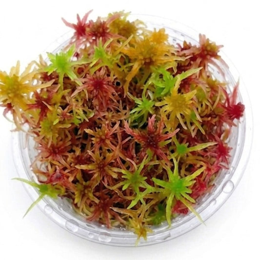 Live Sphagnum Moss Red Yellow Green Multicolor Sustainable Micropropagated MossBoss for Terrarium Vivarium Mossarium Paludarium 