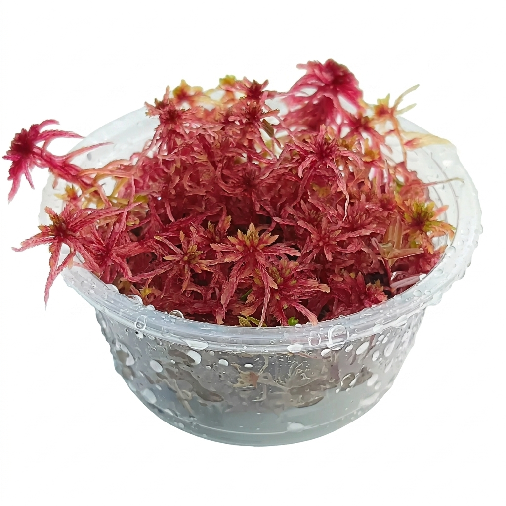 Red live Sphagnum Moss MossBoss sustainable Micropropagated 