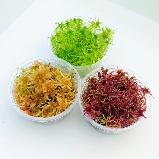 Living Sphagnum Moss Red Yellow Green Multicolor Sustainable Micropropagated MossBoss 