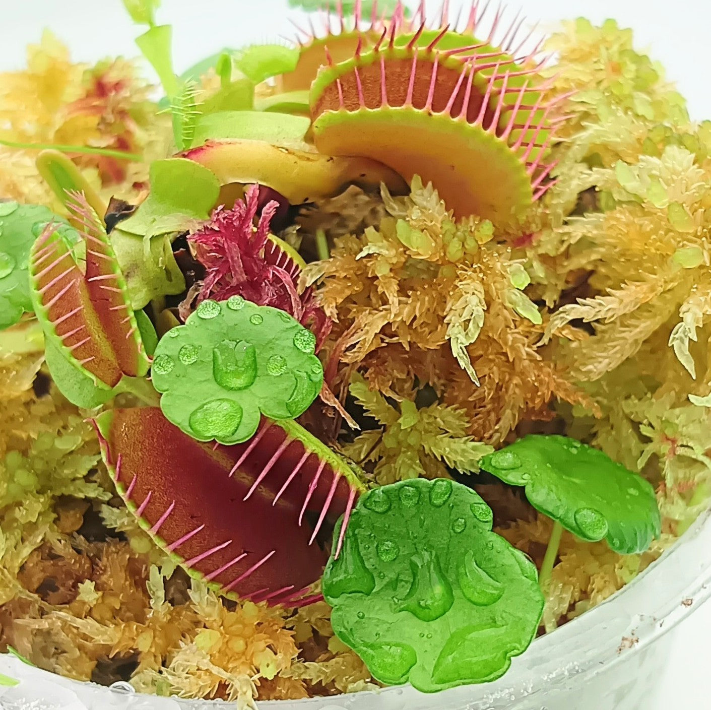 Carnivorous Plants Venus Flytrap Dionaea Muscipula Yellow Gold Live Sphagnum Moss Sustainable Micropropagated MossBoss nano Bogarium Cápsules bog Terrarium Vivarium Mossarium Paludarium 