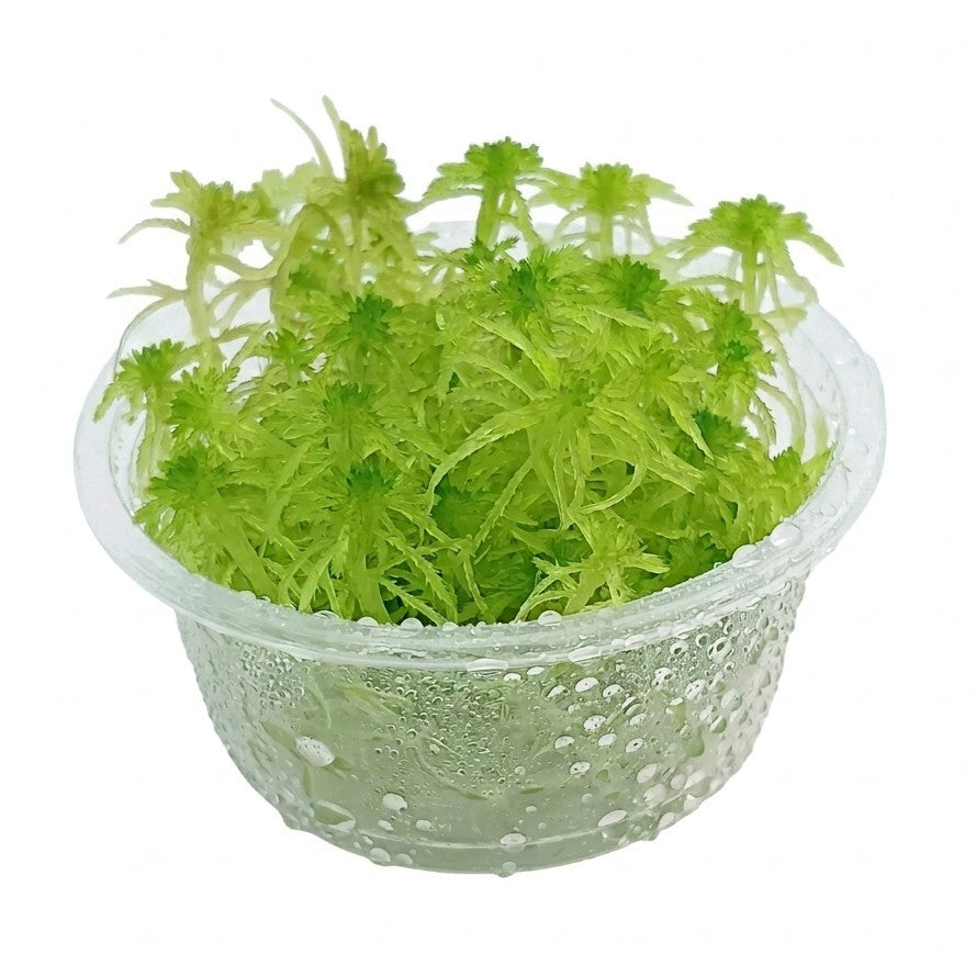Living Sphagnum Moss Green Sustainable Micropropagated MossBoss 