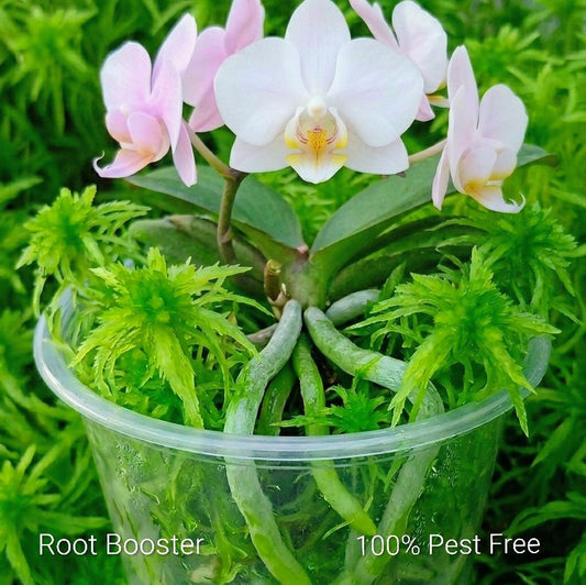 Live Green fresh natural sphagnum Moss sustainable Micropropagated MossBoss 