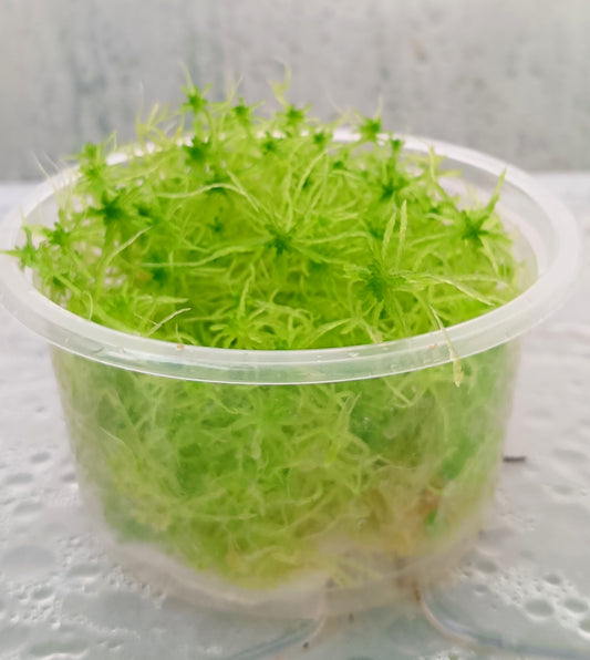 Musgo sphagnum vivo natural verde SUSTAINABLE MICROPROPAGATED