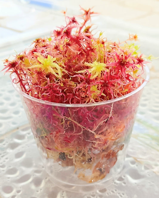 Musgo sphagnum vivo rojo- amarillo SUSTAINABLE MICROPROPAGATED