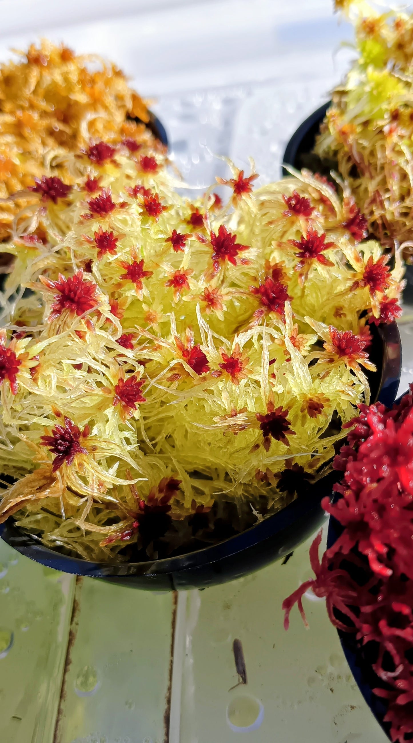 Musgo sphagnum vivo natural amarillo SUSTAINABLE MICROPROPAGATED