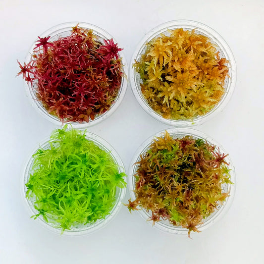 Red Yellow Green Multicolor Sustainable Micropropagated MossBoss Live Sphagnum Moss 