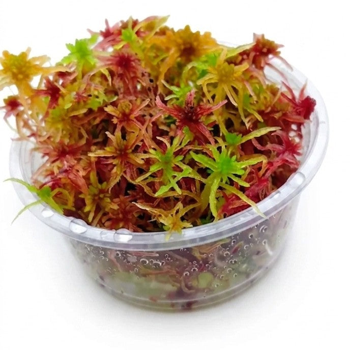 Red Yellow Green Multicolor Sustainable Micropropagated Live Sphagnum Moss MossBoss 