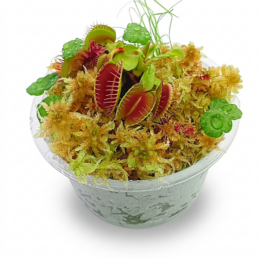 Venus Flytrap Dionaea Muscipula Carnivorous Plants Yellow Gold Live Sphagnum Moss Sustainable Micropropagated MossBoss nano Bogarium Cápsules bog Terrarium Vivarium Mossarium Paludarium 