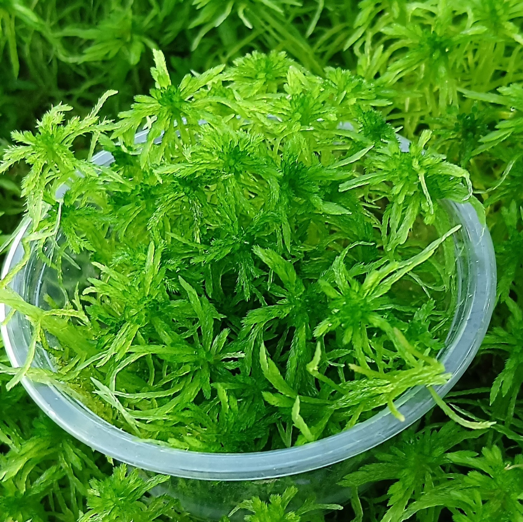Top-down close-up view of a pot overflowing with lush, healthy, star-shaped Emerald Green Live Sphagnum moss, grown in controlled conditions.