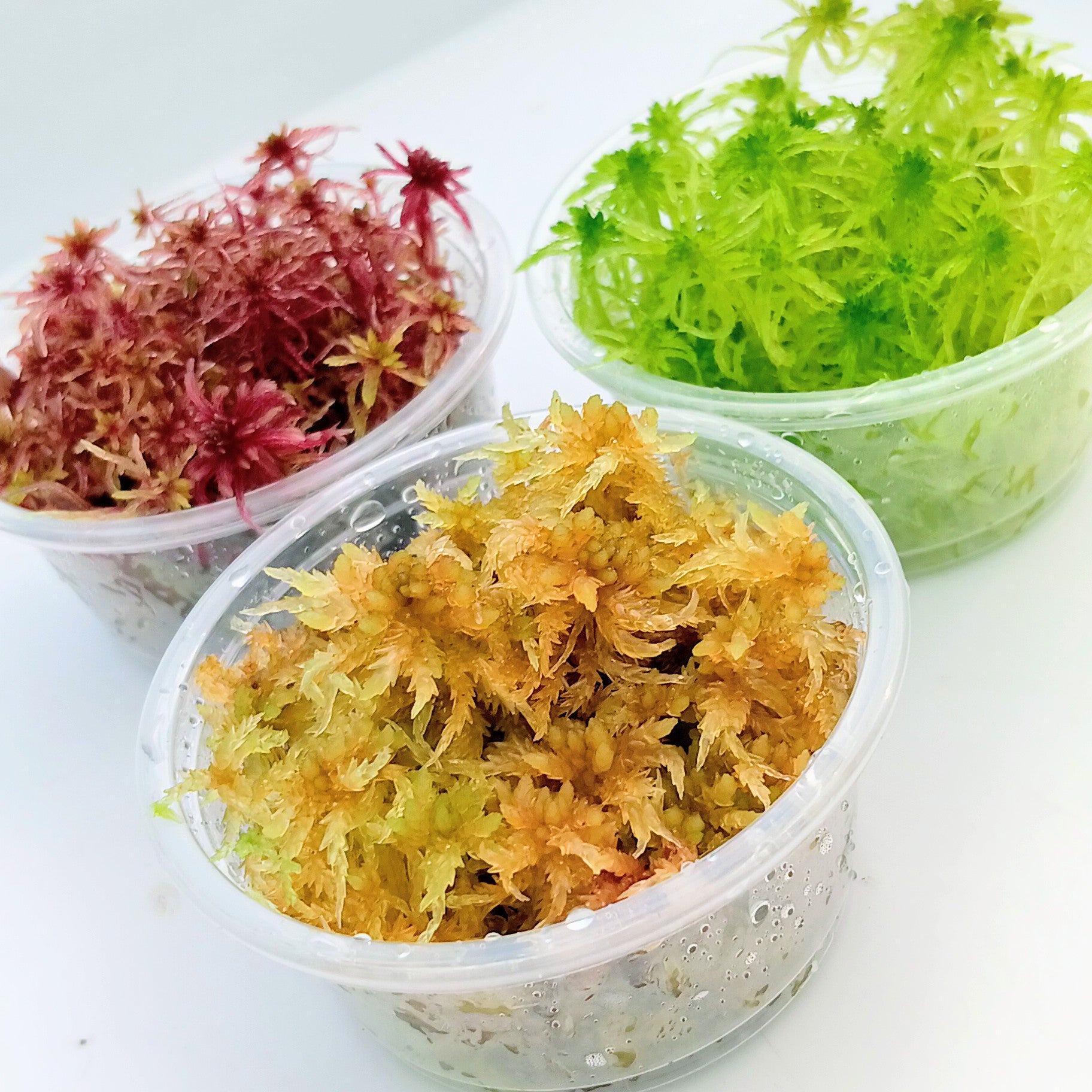 Live Sphagnum Moss Red Yellow Green MossBoss Sustainable Micropropagated 
