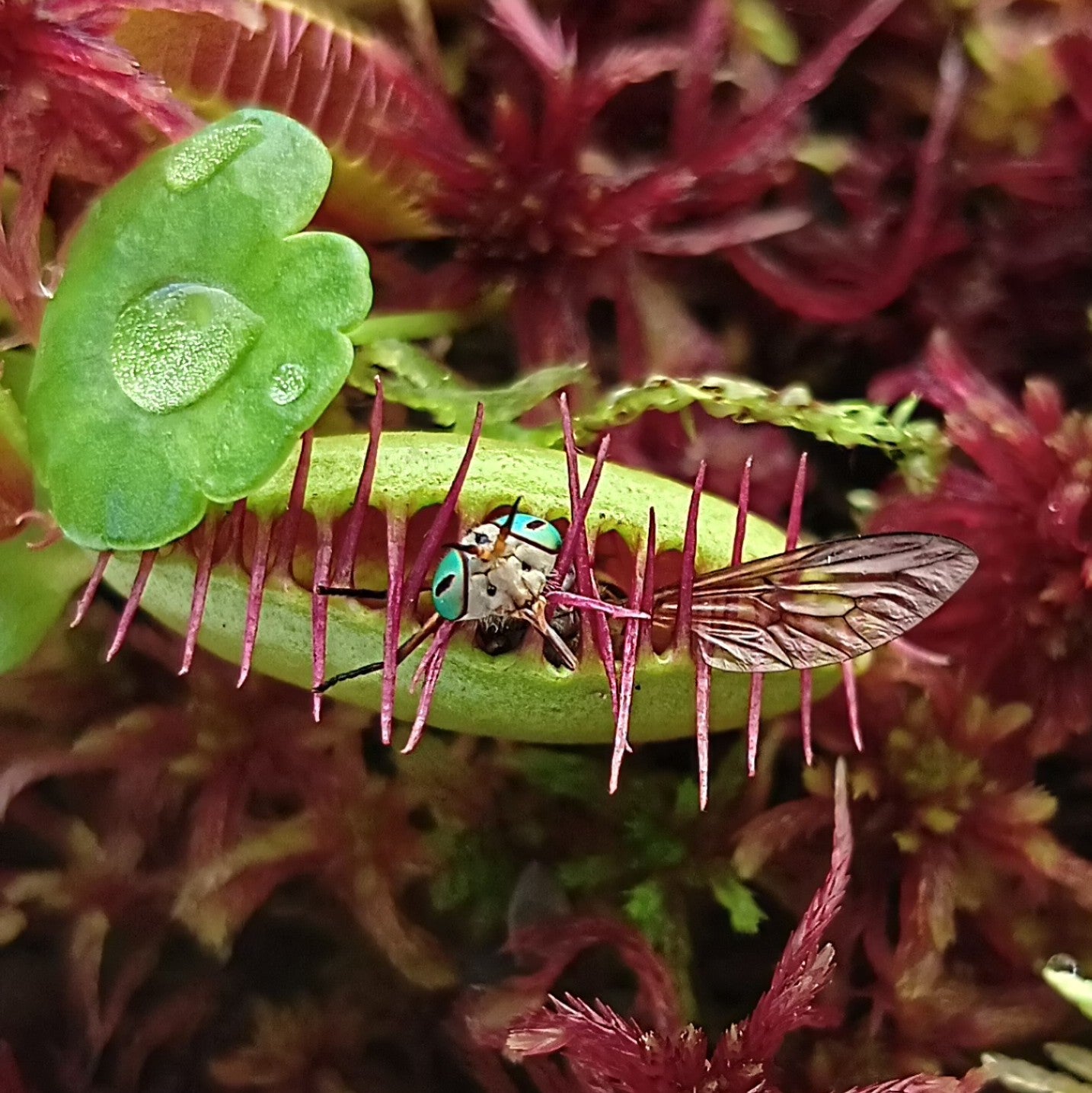 Dionaea Muscipula Venus Flytrap Carnivorous Plants Red Live Sphagnum Moss MossBoss sustainable Micropropagated nano Bogarium Cápsules bog mini Terrarium Vivarium Mossarium Paludarium 