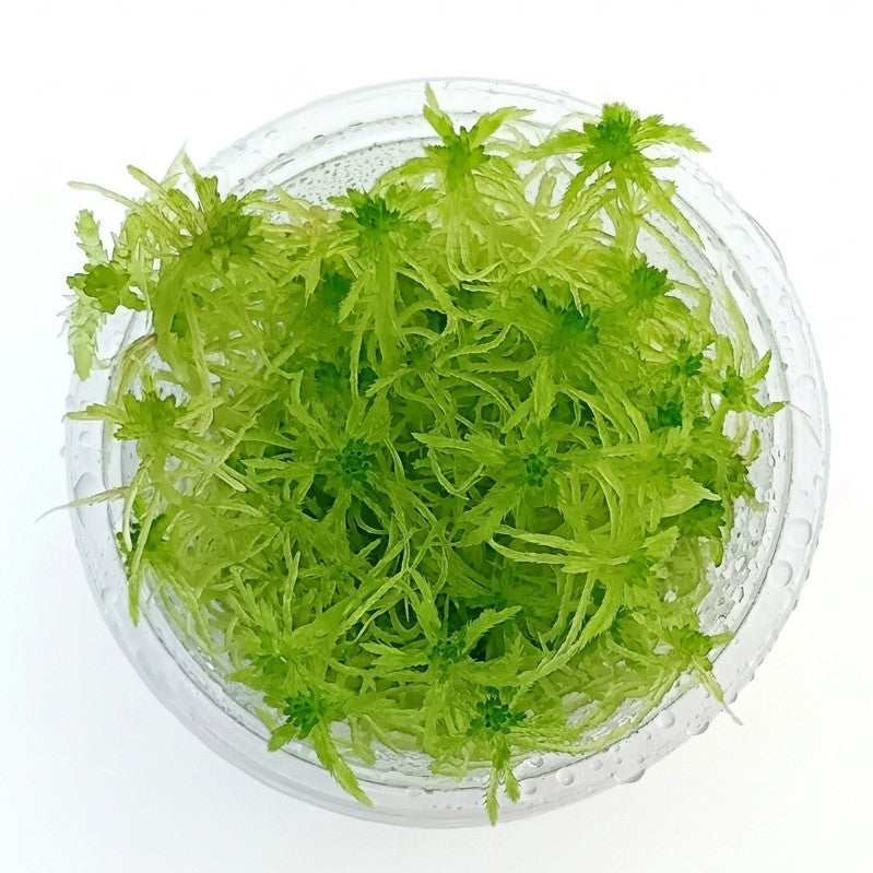 Green Live Sphagnum Moss Sustainable Micropropagated MossBoss 