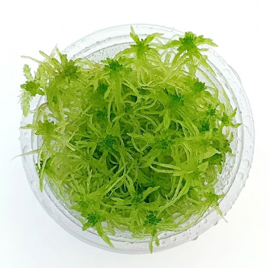 Green Live Sphagnum Moss Sustainable Micropropagated MossBoss 