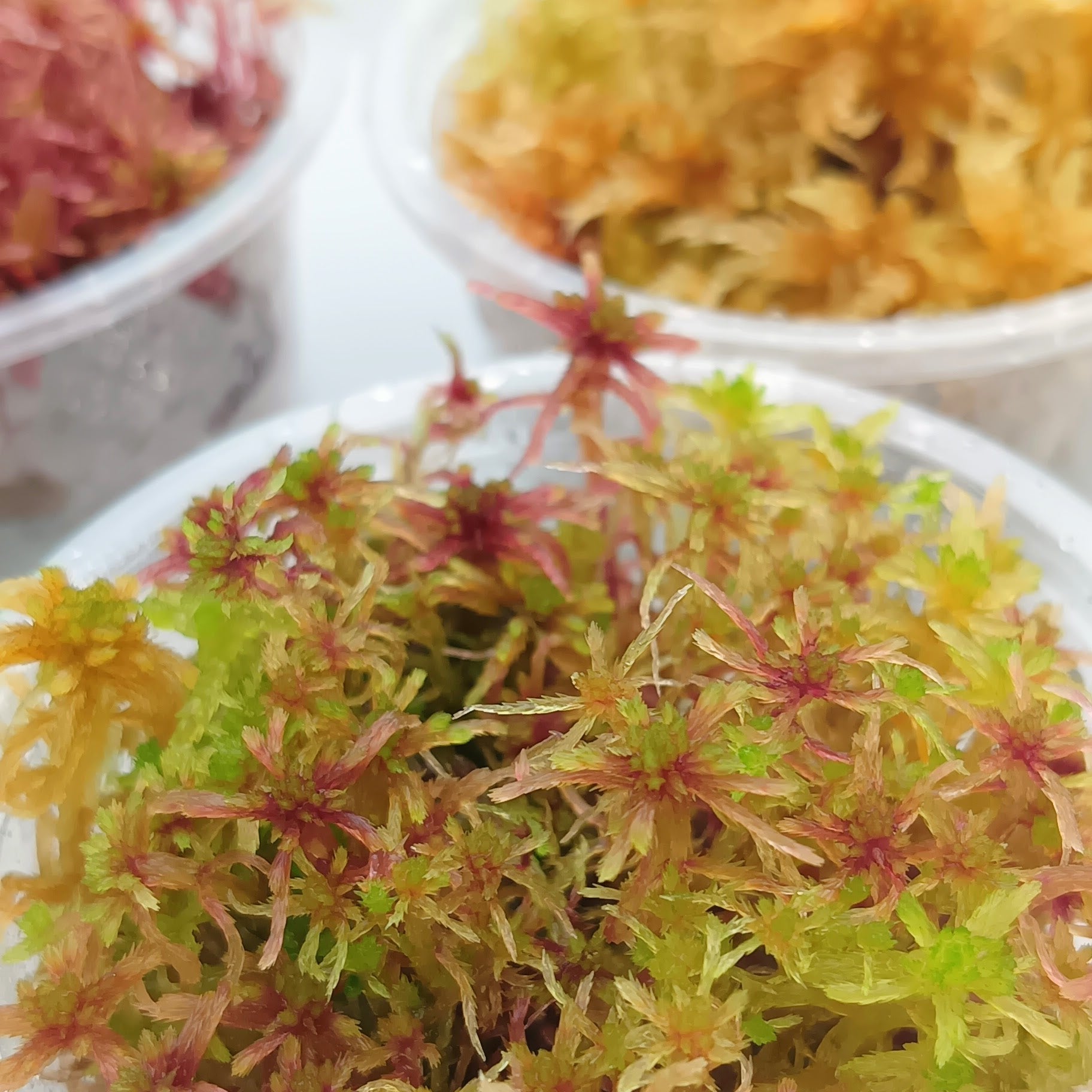 Multicolor Red Yellow Green Live Sphagnum Moss Sustainable Micropropagated MossBoss 