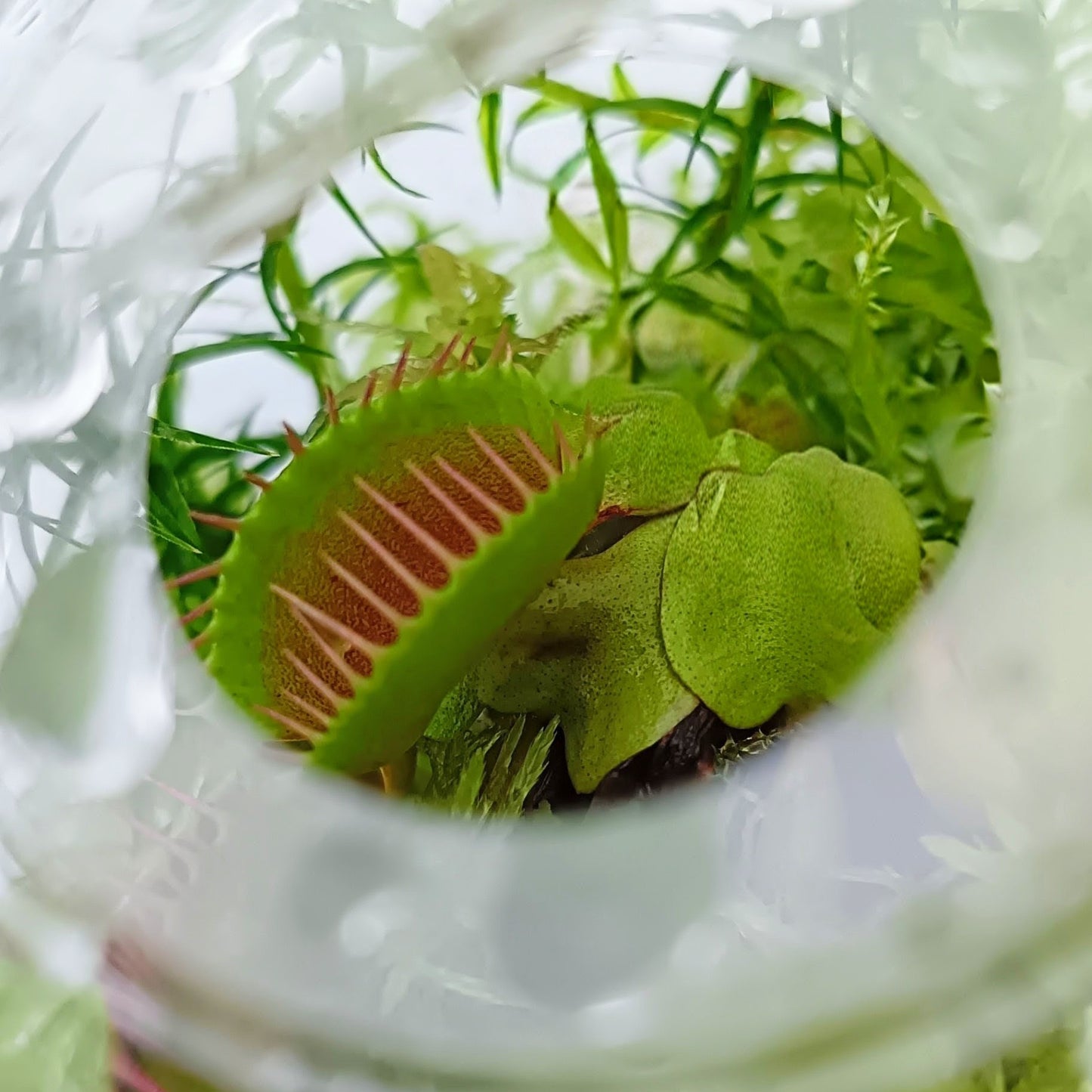 Dionaea muscipula venus flytrap Carnivorous Plants mini bog Terrarium nano Bogarium Cápsulas MossBoss Live Sphagnum Moss Green 