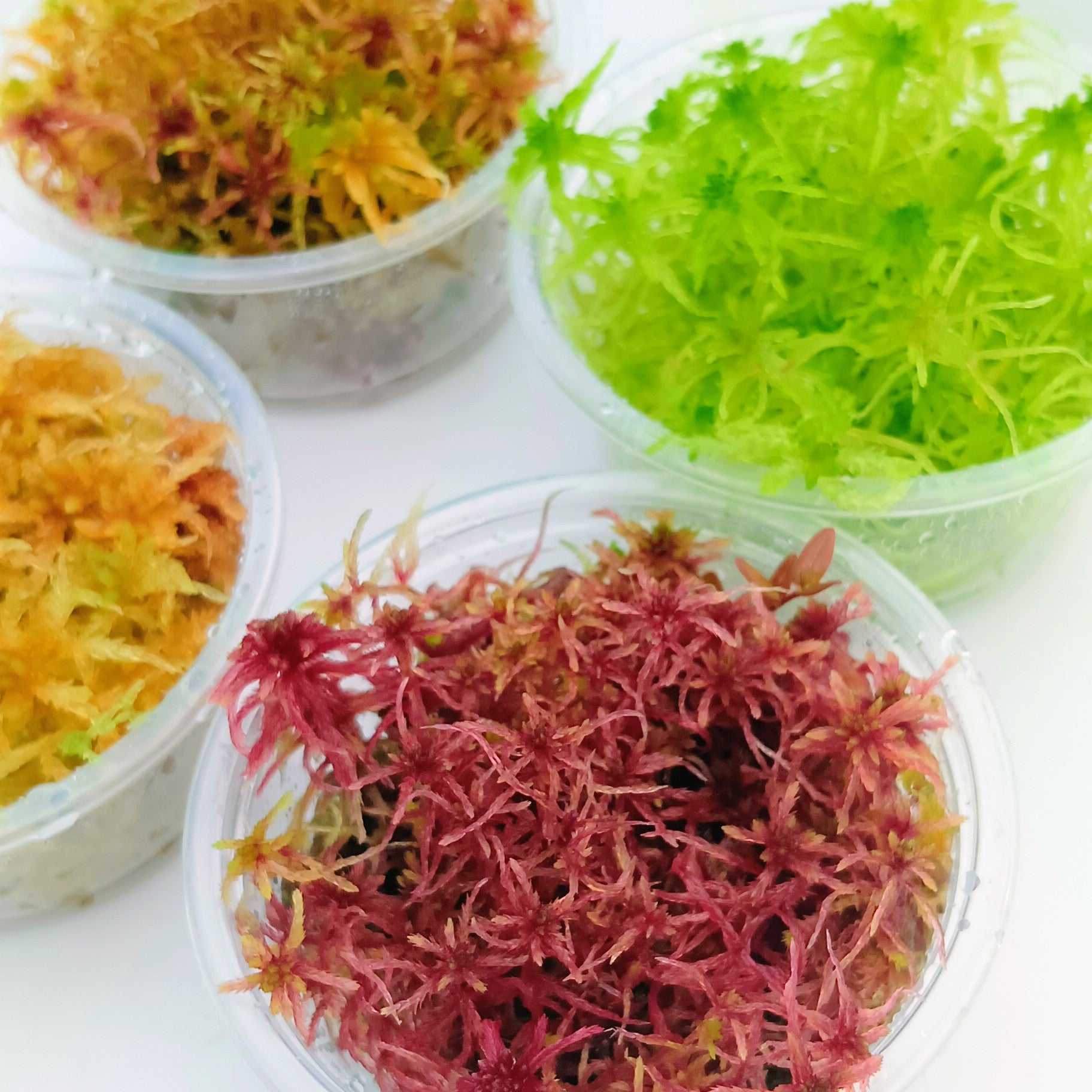 Red Yellow Green Multicolor Sustainable Micropropagated MossBoss Live Sphagnum Moss for Carnivorous Plants Terrarium Vivarium Mossarium Paludarium 