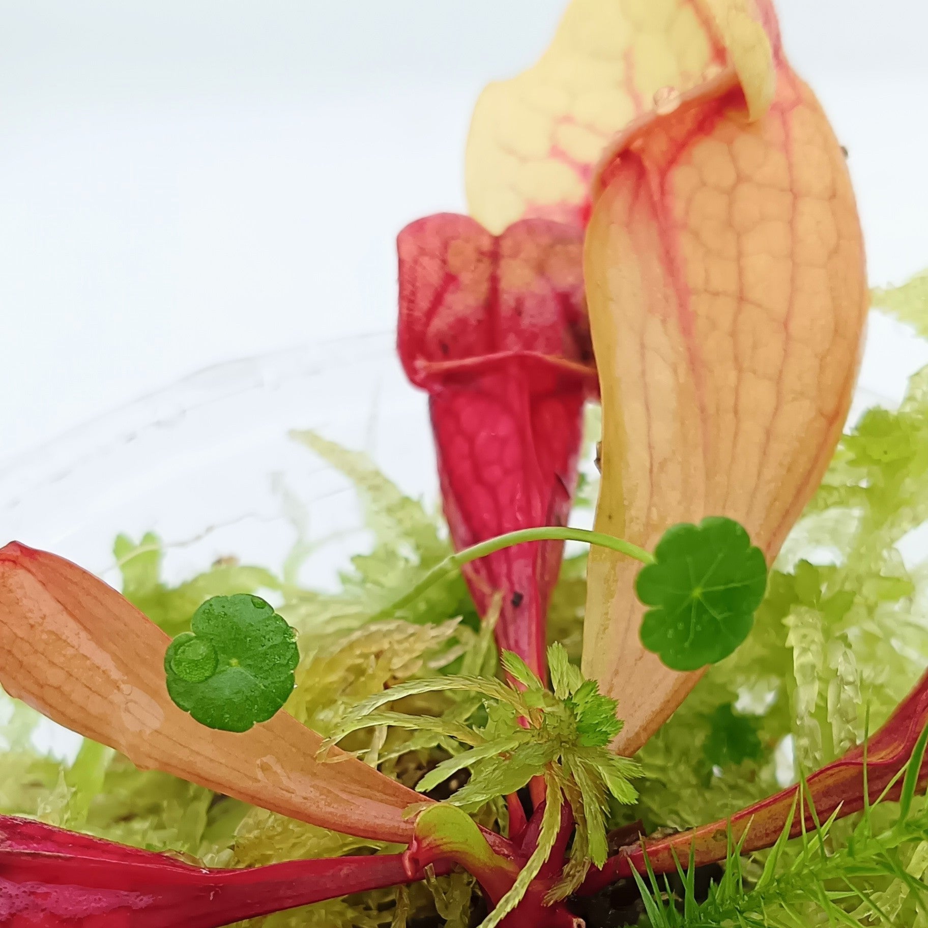 Nano Bogarium mini Terrarium Carnivorous Plants sarracenia purpurea live Sphagnum Moss Green MossBoss 
