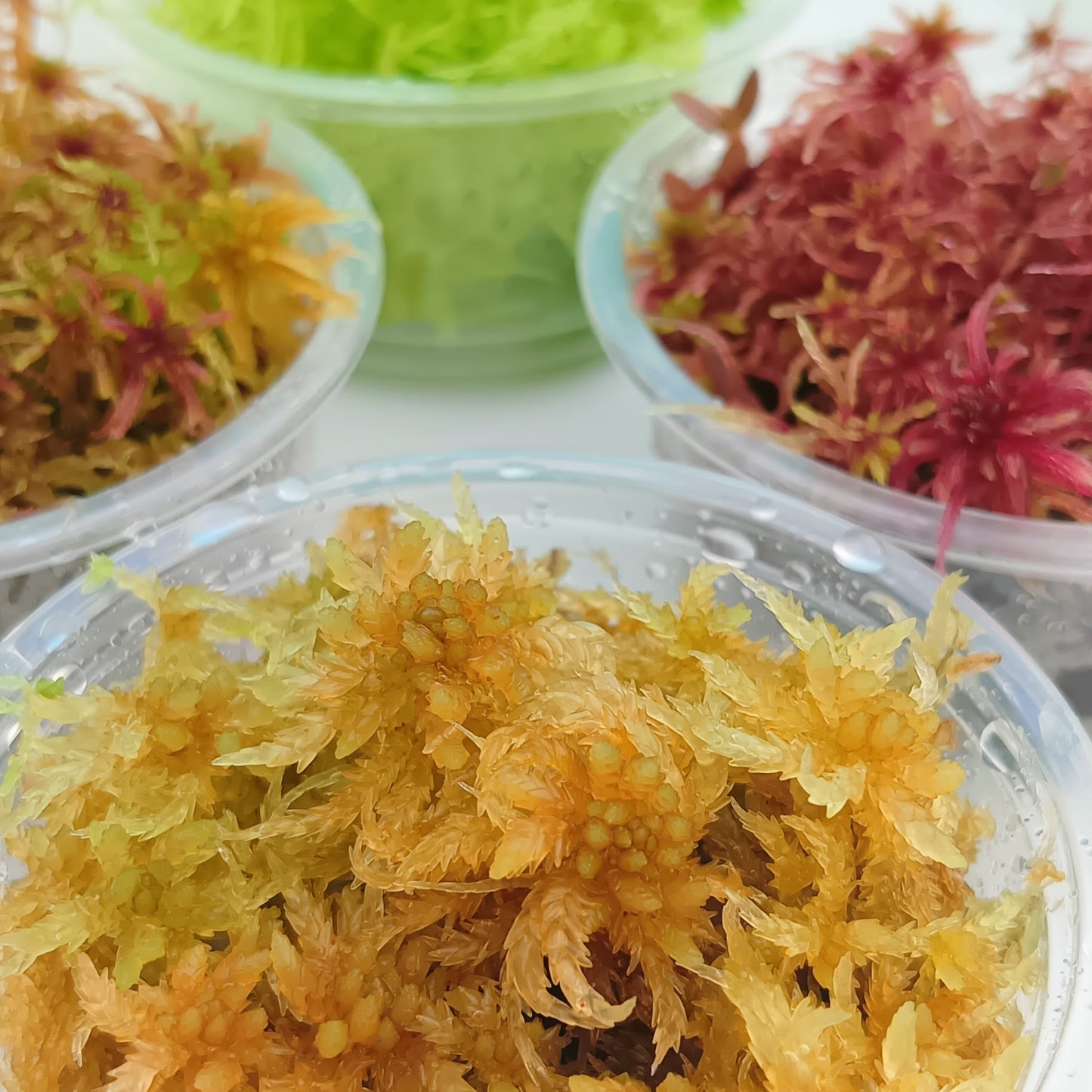 Yellow Green Multicolor Red Living Sphagnum Moss MossBoss sustainable Micropropagated 