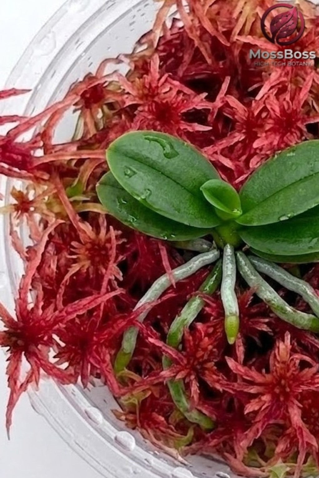 Emergency propagation rescue of sick Philodendron node  and orchids roots in Red live Sphagnum moss fres natural real Sustainable Micropropagated MossBoss 