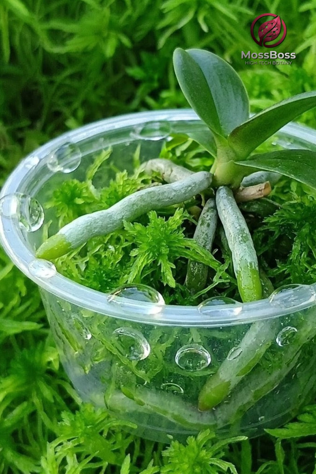 Rot-free Orchids root regeneration in controlled live Sphagnum moss setup