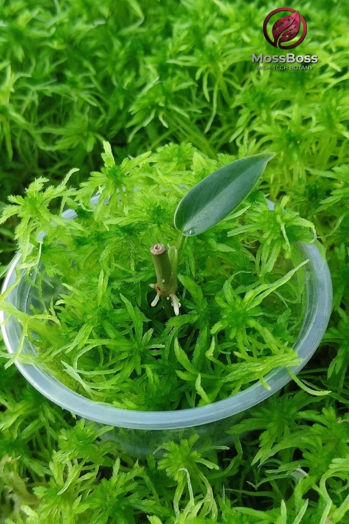 Fresh root growth on rare Philodendron stem cutting propagating in fresh Live Sphagnum Moss