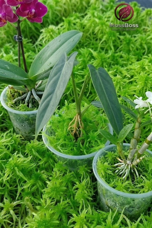 Growing Live Sphagnum Peat Moss rooting rare Anthurium cutting and blooming orchids in clear propagation cups , Clean and Pest Free Sustainable Micropropagated Fresh natural best bio substrate for Plants.