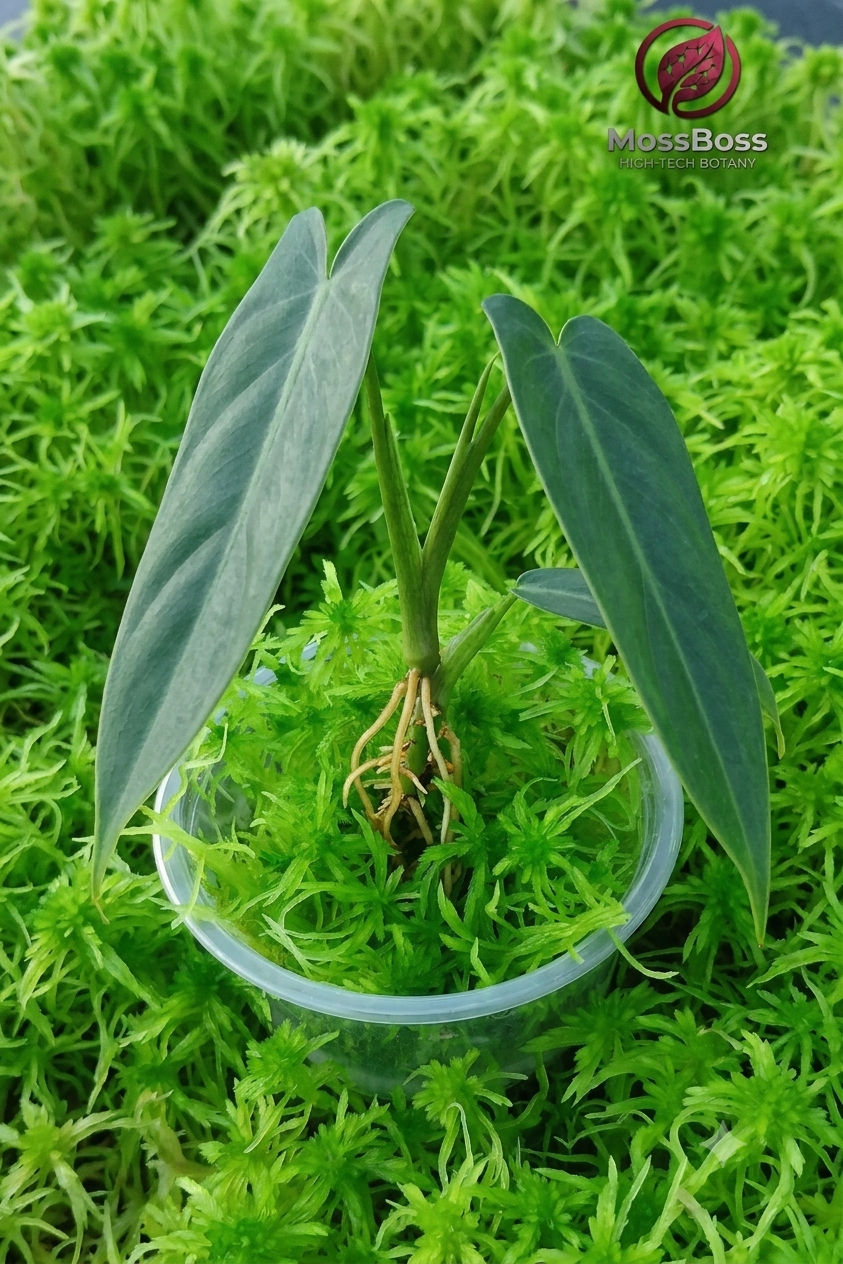Fast propagation of rare tropical plant node cutting in bioactive sterile Live Sphagnum Moss substrate