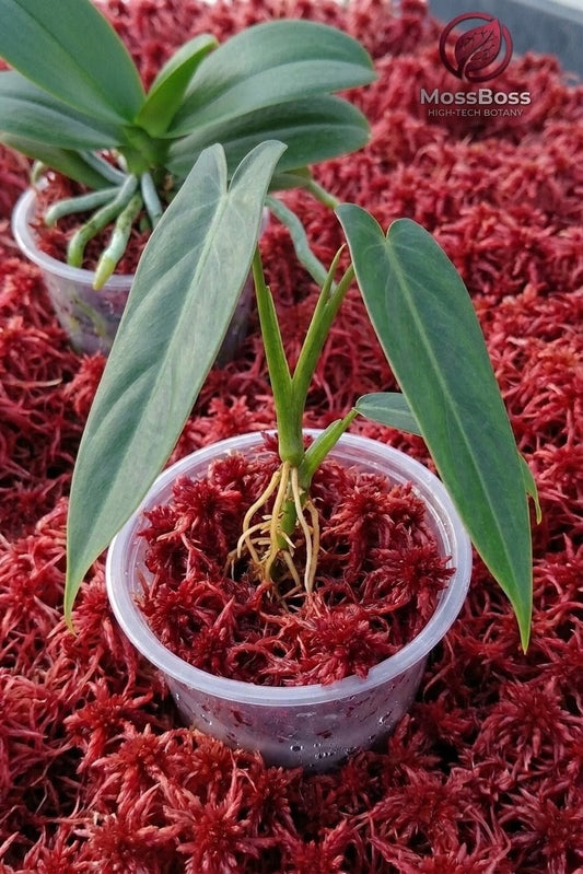 Rare Anthurium cutting and Phalaenopsis orchid rooting in growing Fresh natural Red Live Sphagnum Moss,Peat bog moss Sustainable Micropropagated, Clean and Pest Free,Fresh, natural best bio substrate for Plants.