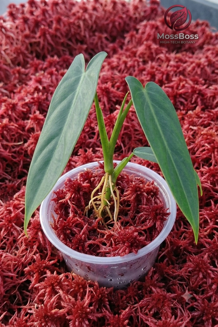 Rooting rare Philodendron and orchid cuttings in premium Red Fresh natural Live Sphagnum Moss Sustainable Micropropagated MossBoss 