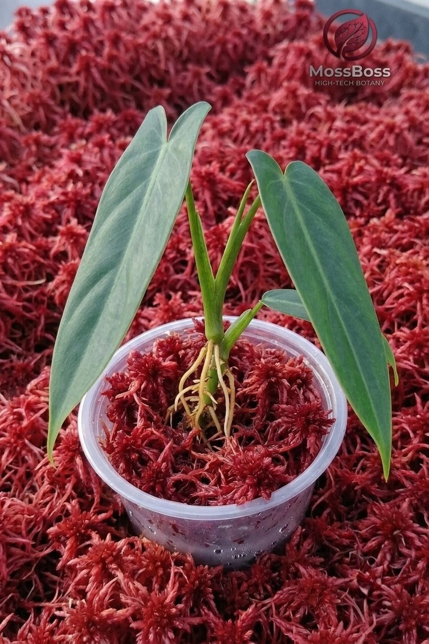Rare Anthurium cuttin in Fresh natural Red Live Sphagnum Moss,Peat bog moss Sustainable Micropropagated MossBoss 