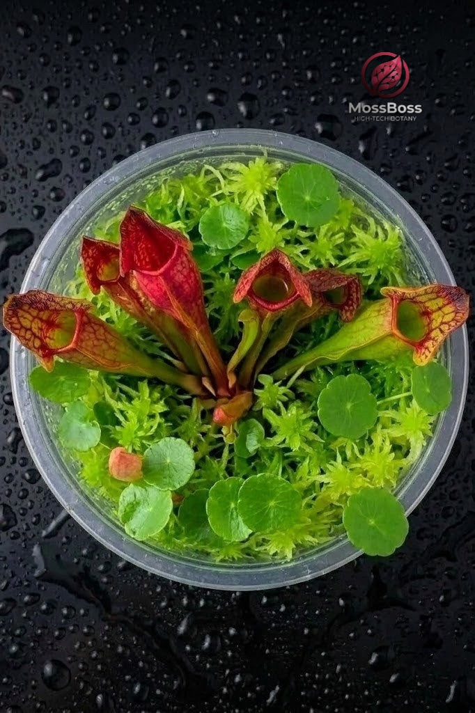  Bogarium mini bog terrarium with Carnivorous Plants sarracenia purpurea, Hydrocotyle Vulgaris and Green natural Live Sphagnum Moss Sustainable Micropropagated MossBoss 