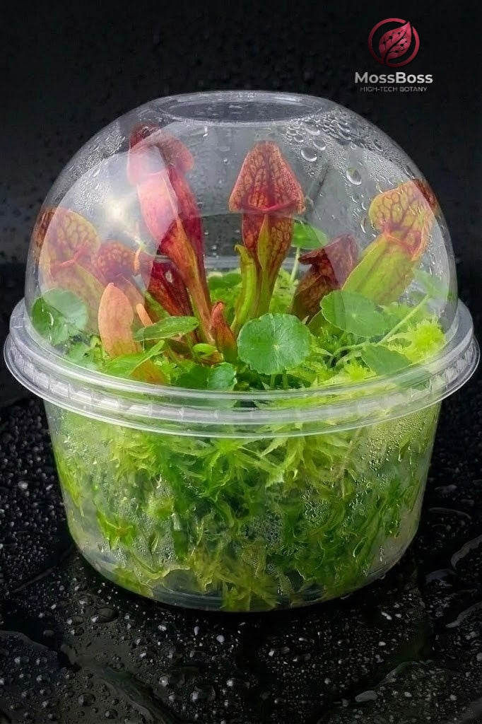 Bogarium Moss Terrarium with Carnivorous Plants sarracenia purpurea, Hydrocotyle Vulgaris and Green Fresh Living Sphagnum Moss Sustainable Micropropagated MossBoss 