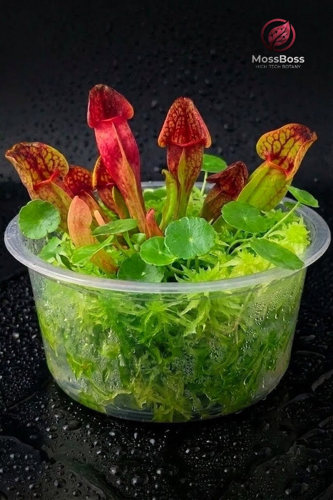 Mini Terrarium Bogarium with Carnivorous Plants sarracenia purpurea, Hydrocotyle Vulgaris and Green Fresh natural Live Sphagnum Moss Sustainable Micropropagated MossBoss 
