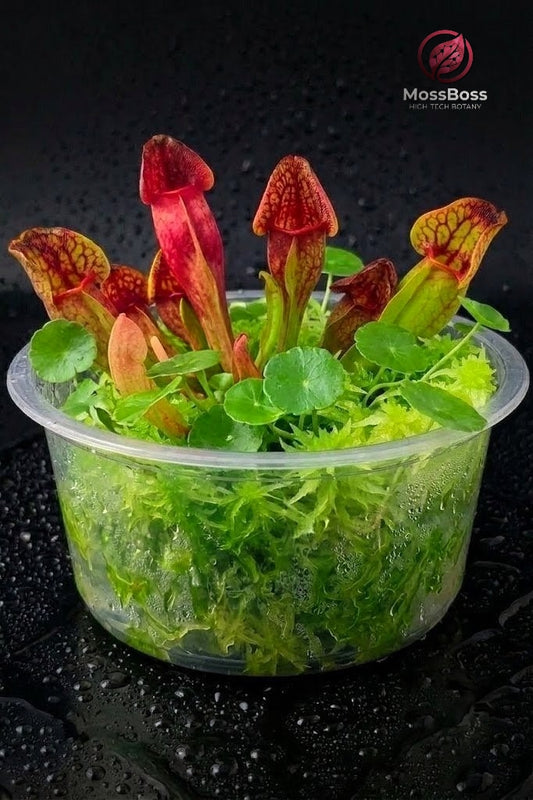 Mini Terrarium Bogarium with Carnivorous Plants sarracenia purpurea, Hydrocotyle Vulgaris and Green Fresh natural Live Sphagnum Moss Sustainable Micropropagated MossBoss 
