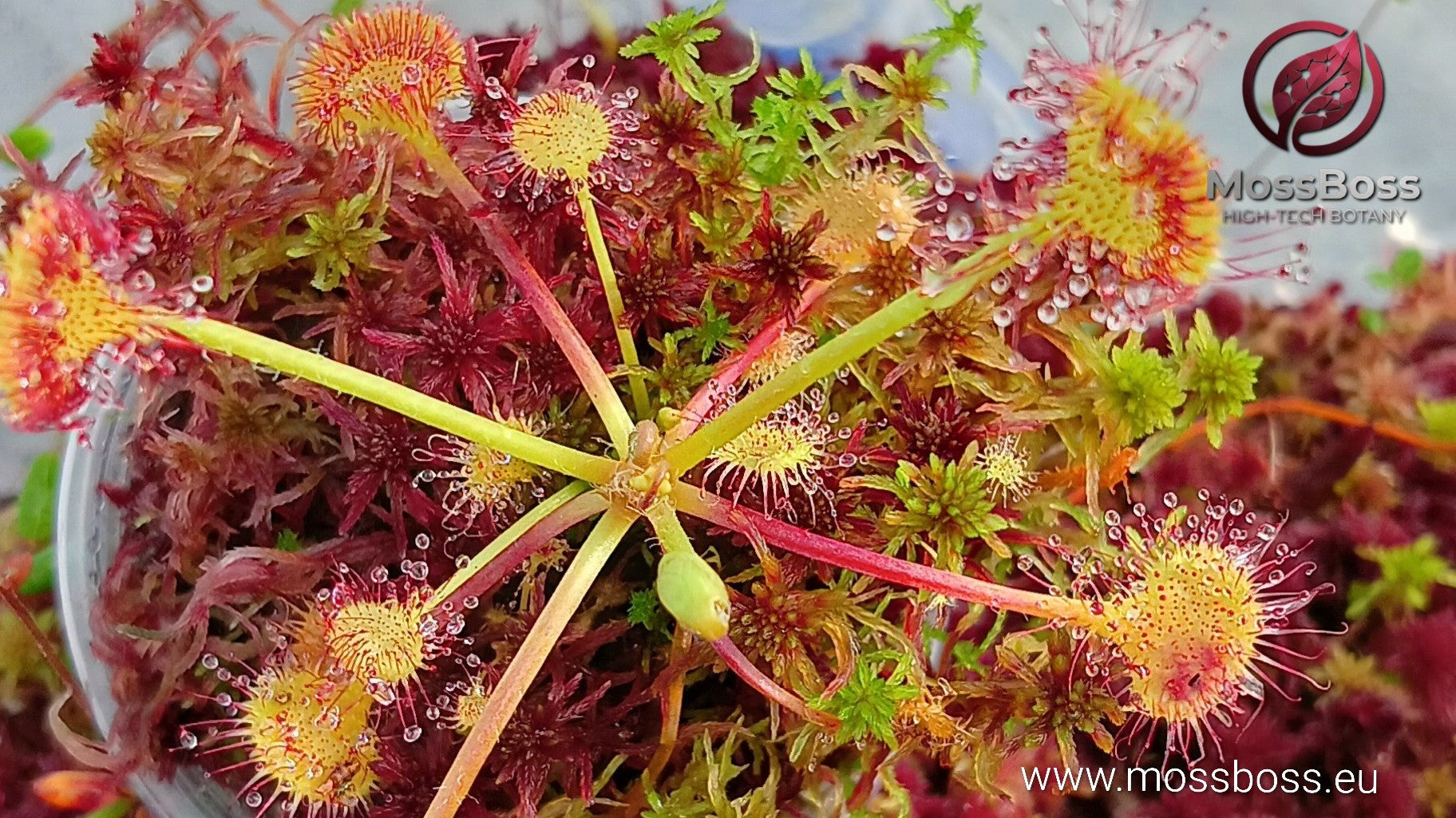 Carnivorous Plants Terrarium with Drosera rotundifolia sundew growing on live  Fresh natural red Sphagnum Peat moss  bio substrate in a  mini bog terrarium setup.