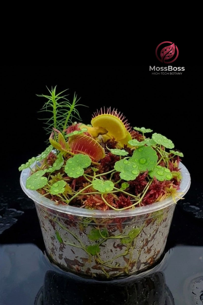 Biotope Bogarium Cápsules Moss Terrarium with Carnivorous Plants Venus Flytrap Dionaea Muscipula, Red Live Sphagnum Moss, Hydrocotyle Vulgaris mini bog MossBoss 