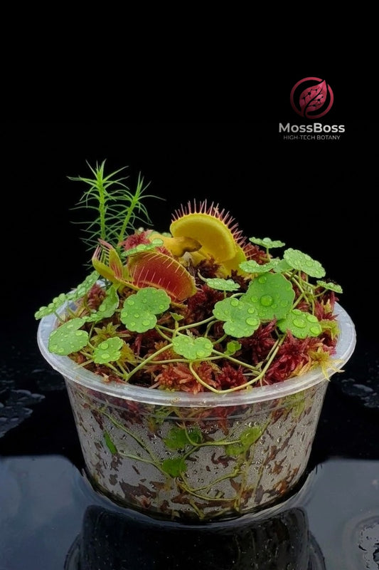 Biotope Bogarium Cápsules Moss Terrarium with Carnivorous Plants Venus Flytrap Dionaea Muscipula, Red Live Sphagnum Moss, Hydrocotyle Vulgaris mini bog MossBoss 