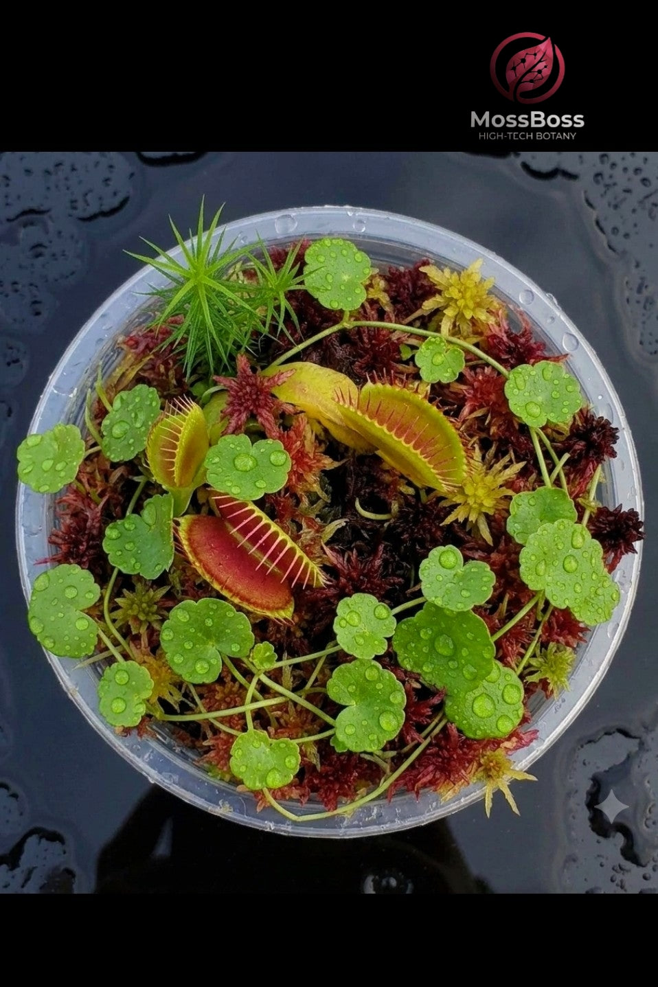 Mini bog Bogarium Cápsules Moss Terrarium with Carnivorous Plants Venus Flytrap Dionaea Muscipula, natural Red Live Sphagnum Moss, Hydrocotyle Vulgaris mini swamp MossBoss 
