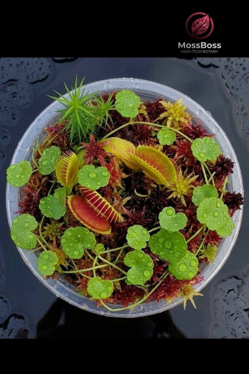 Mini bog Bogarium Cápsules Moss Terrarium with Carnivorous Plants Venus Flytrap Dionaea Muscipula, natural Red Live Peat Sphagnum Moss, Hydrocotyle Vulgaris mini swamp MossBoss 