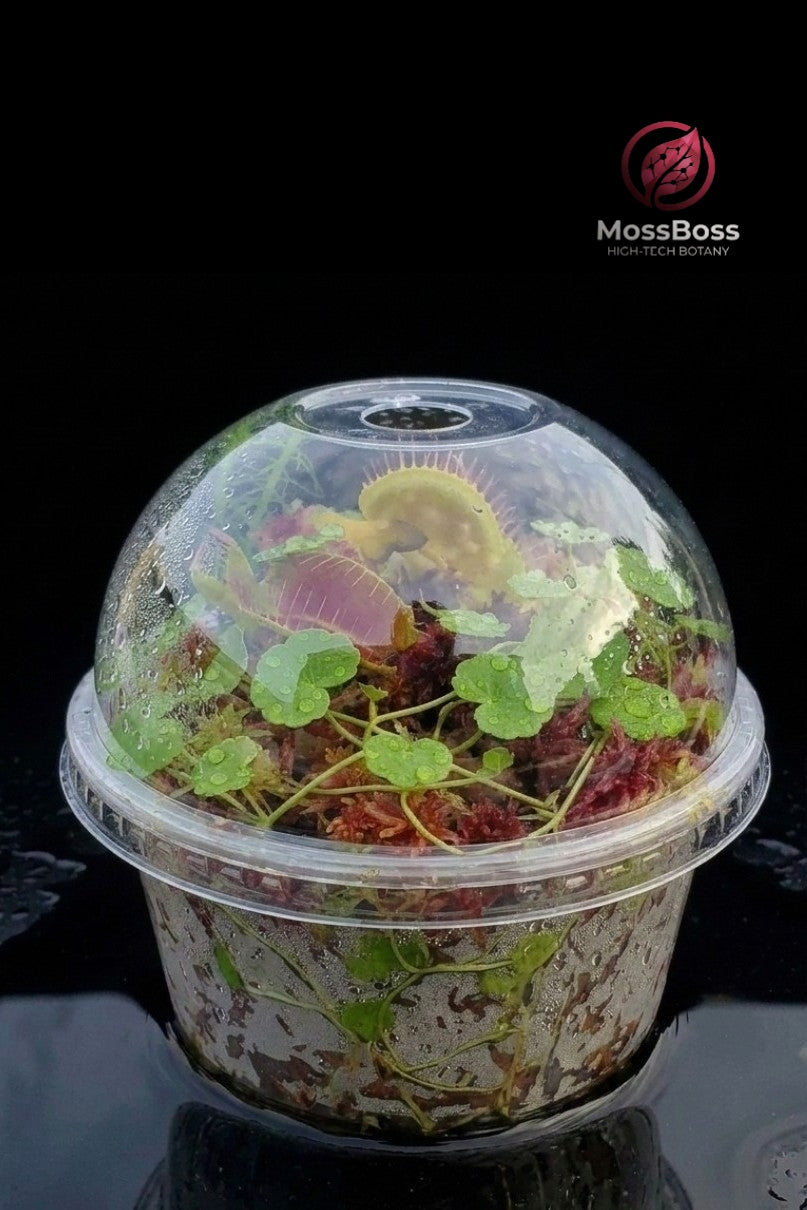 Closed Moss Terrarium with Carnivorous Plants Venus Flytrap Dionaea Muscipula, Red natural Live Sphagnum Moss, Hydrocotyle Vulgaris mini bog  Bogarium MossBoss 