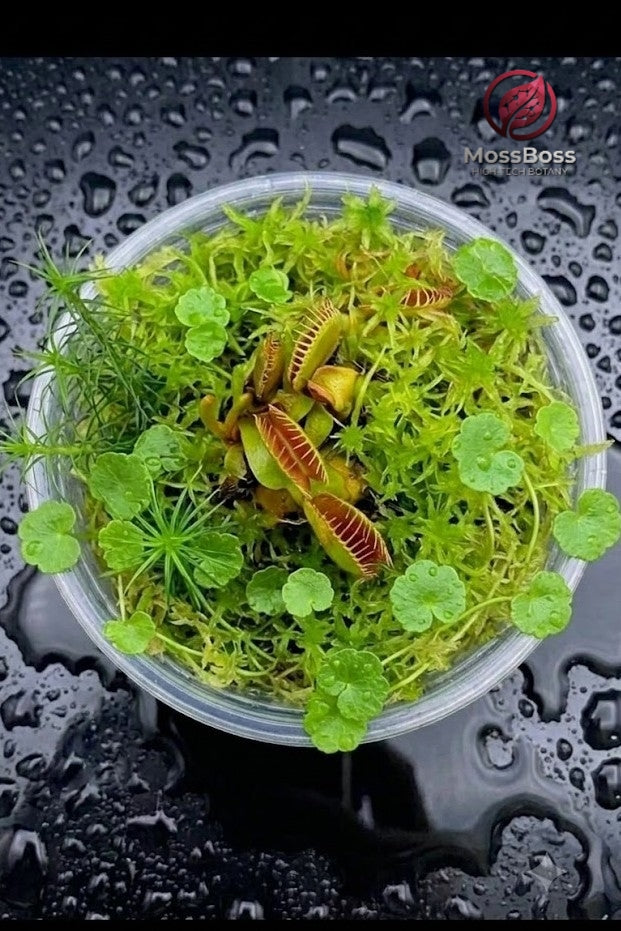 Biotope Bogarium Cápsules Moss Terrarium with Carnivorous Plants Venus Flytrap Dionaea Muscipula, Green natural Live Sphagnum Moss, Hydrocotyle Vulgaris mini bog MossBoss 